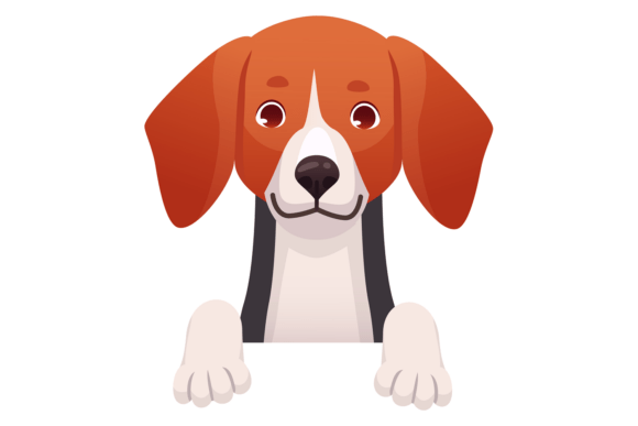 Beagle Looking Front View. Dog Head and