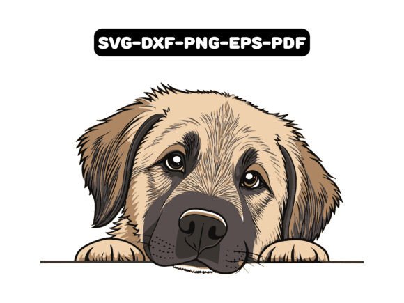 Peeking Anatolian Shepherd Dog Vector
